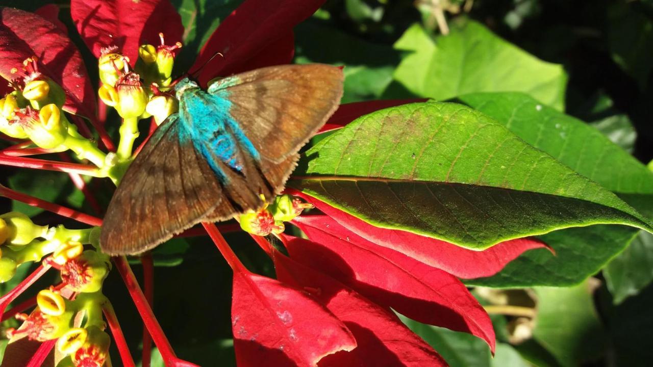 Pousada Hang Conectada Com A Natureza Florianópolis Kültér fotó